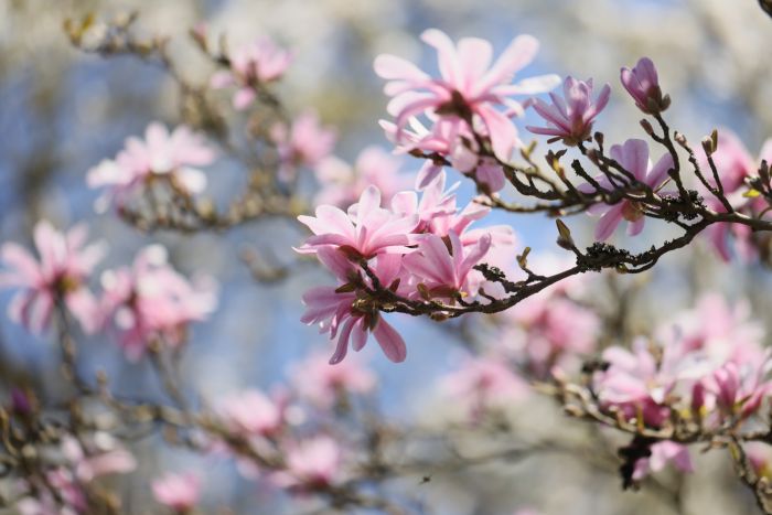 21.04.2023. Kwitnące magnolie w Ogrodzie Botanicznym PAN Centrum Zachowania Różnorodności Biologicznej w Powsinie. PAP/Leszek Szymański
