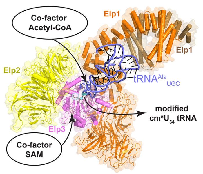 Struktura elongatora - enzymu istotnego dla fałdowania się białek. Źródło: MCB UJ