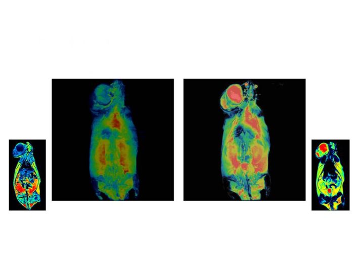 Przy wykorzystaniu znaczników z IF PAN wykonano badanie MRI na szczurze. Badanie wykazało obecność komórek nowotworowych w węzłach chłonnych Źródło: Marek Godlewski     