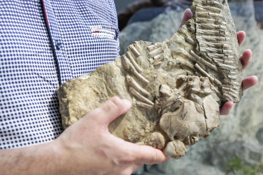 Fragment szkieletu proneustikozaura, morskiego gada sprzed 245 milionów lat odkrytego na przełomie XIX i XX wieku w Gogolinie zaprezentowany na Uniwersytecie Śląskim.  Fot. PAP/Dominik Gajda  07.06.2018