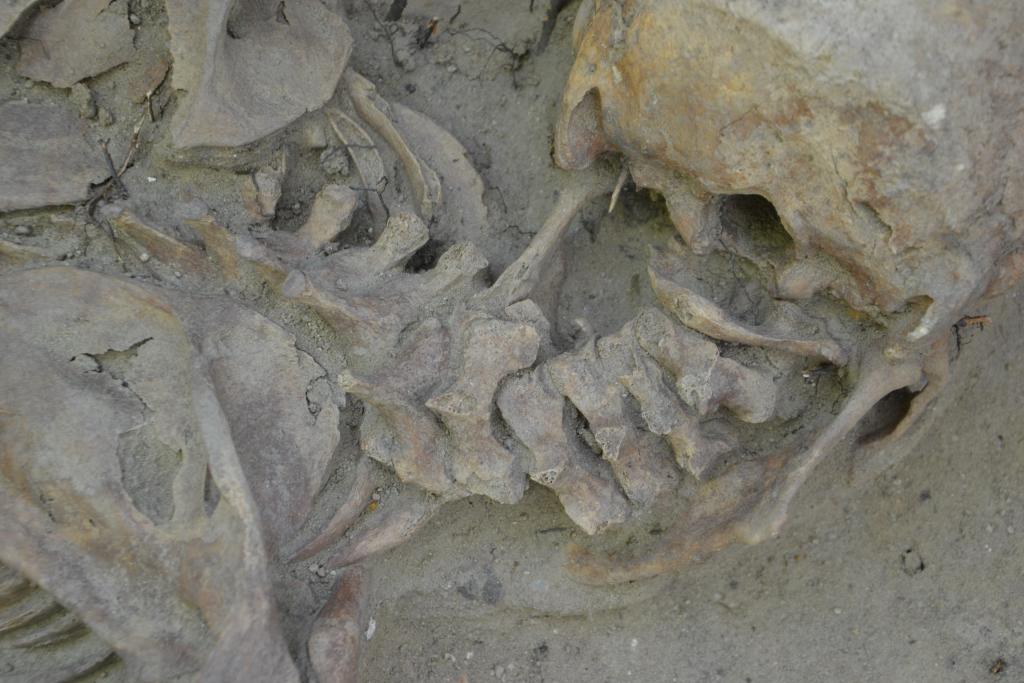 Jeden ze szkieletów odkrytych w czasie wykopalisk; fot. Magdalena Majorek