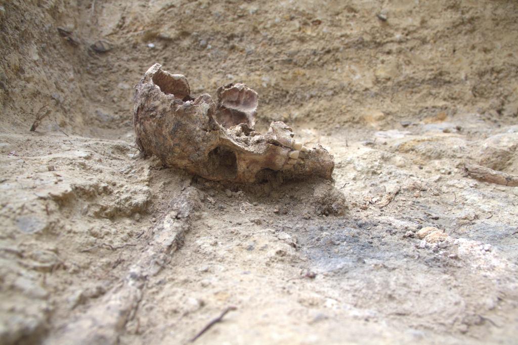 Czaszka odkryta w czasie wykopalisk; fot. Bartosz Świątkowski