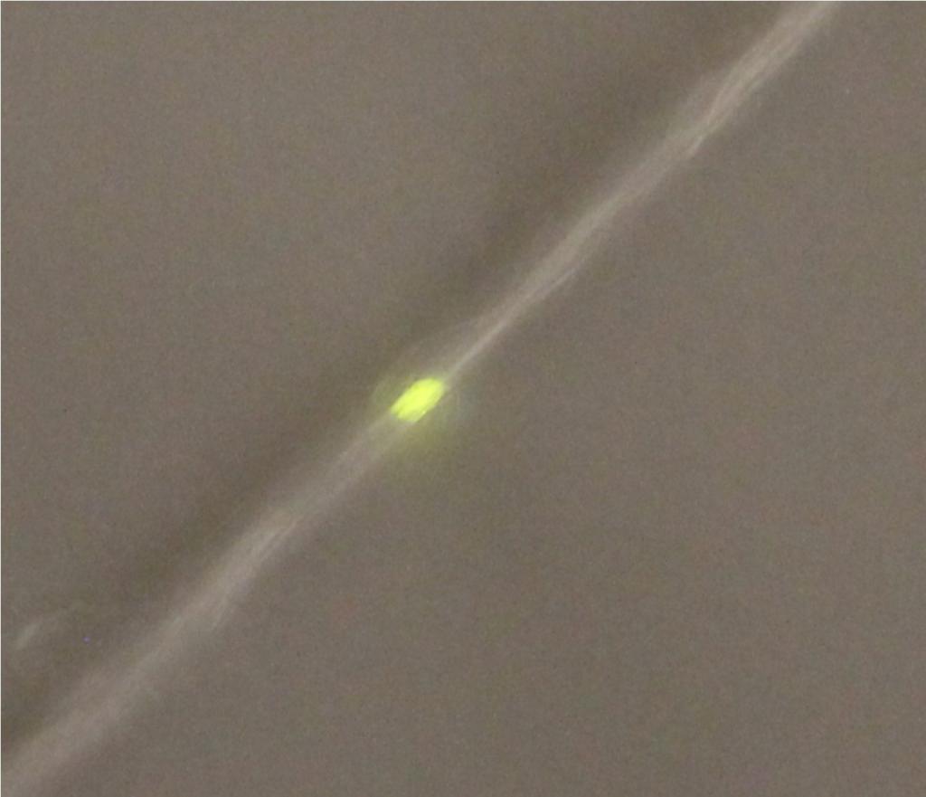Włókno modyfikowane nanoluminoforem - wzbudzone (naświetlone) promieniowaniem IR. Źródło: Agata Szczeszak