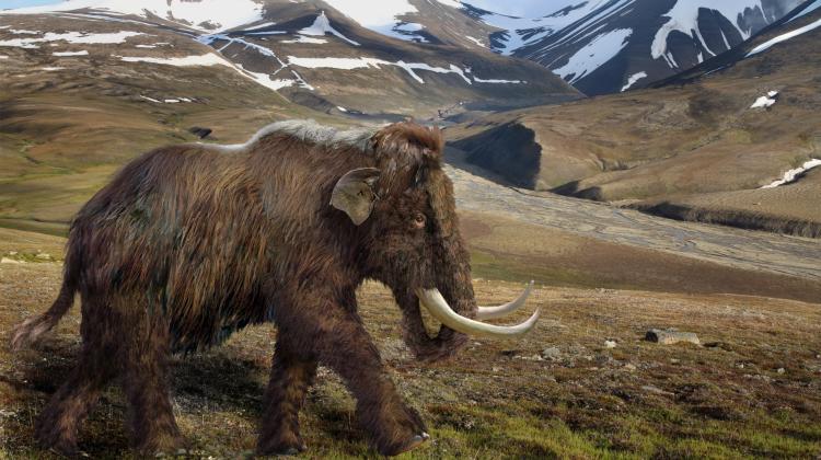 Rekonstrukcja mamuta włochatego w jego naturalnym środowisku. Rys. Aleksandra Hołda-Michalska 