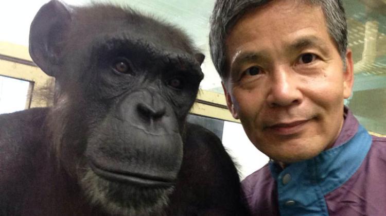 Fot. Prof. Tetsuro Matsuzawa z szympansicą Ai z laboratorium w Kioto. Archiwum prywatne prof. T. Matsuzawy. 