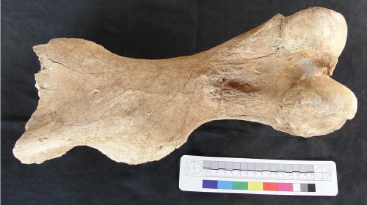 Kość ramieniowa nosorożca włochatego. Fot. M. Rudnicki
