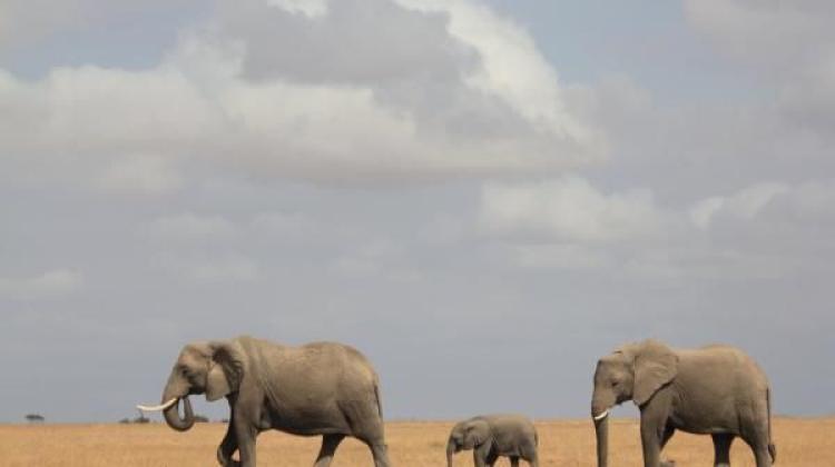 Trzy pokolenia słoni z Parku Narodowego Amboseli. Fot. Amboseli Trust for Elephants 
