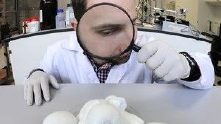 Jak wykryć obecność grzybów? Szybką metodę detekcji zakażeń grzybiczych opracowano w Instytucie Chemii Fizycznej PAN w Warszawie. Źródło: IChF PAN, Grzegorz Krzyżewski 