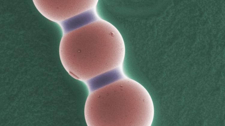 Łańcuch koloidalny pod mikroskopem, powiększenie 617 razy. Wyraźnie widoczne mostki kapilarne między każdą parą mikrocząstek. Kolory sztuczne. Źródło: UAM