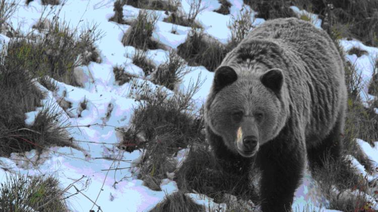 Samica niedźwiedzia brunatnego w Tatrzańskim Parku Narodowym. Fot. Adam Wajrak