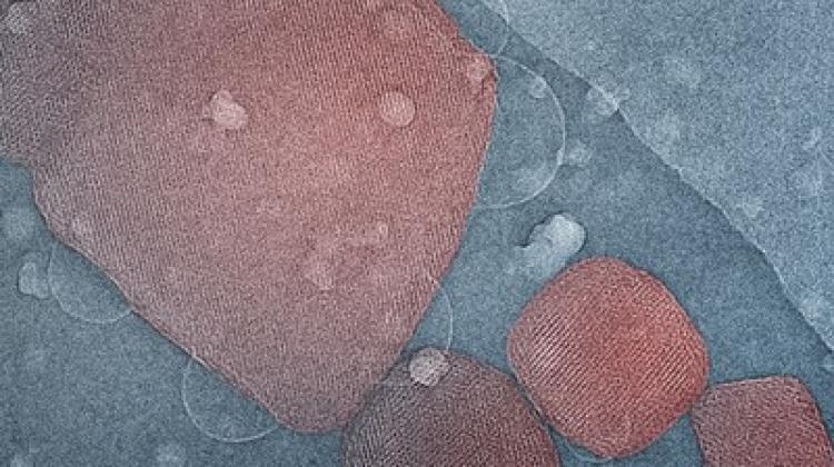 Rzeczywiste kubosomy na zdjęciu z mikroskopu elektronowego. Kolory 
 sztuczne. (Źródło: L. Latypova, P. Pierański; Laboratoire de Physique 
 des Solides, Université Paris-Sud, Orsay Cedex, France
