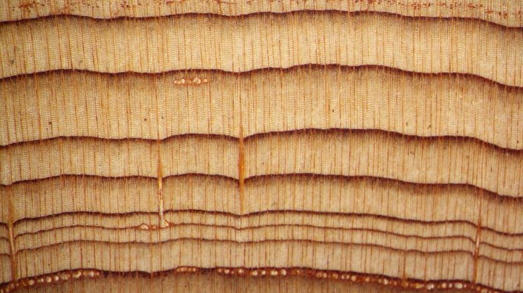 Usłojenie drewna cedrowego XIX-wiecznej deski z klasztoru Toplou na Krecie. Drewno pochodzi z rejonu Antalya w Turcji. Źródło: prof. Tomasz Ważny

