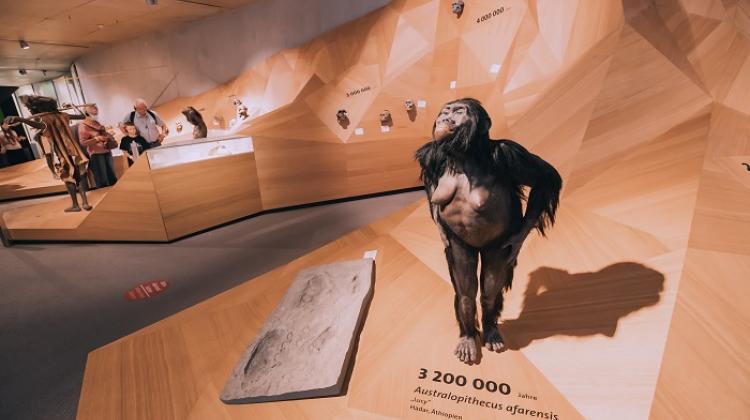 Dusseldorf, Niemcy: Lucy - Australopithecus afarensis, fot. Adobe Stock