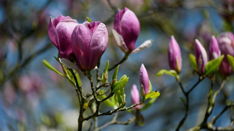 Kórnik, 28.04.2023. Kwitnące magnolie. PAP/Jakub Kaczmarczyk