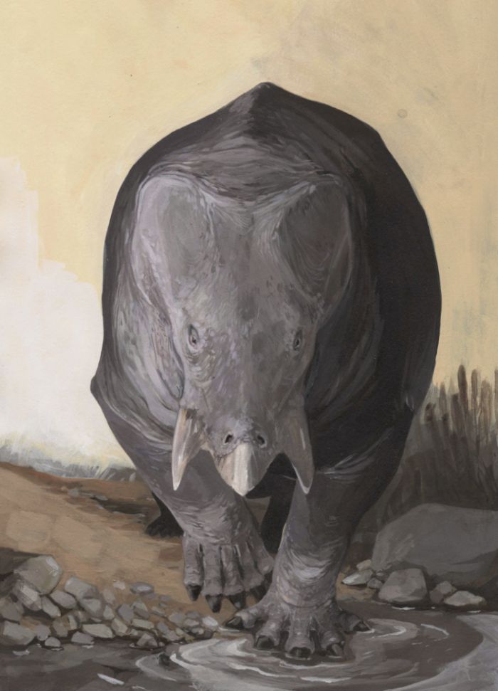 Artystyczna wizja tego, jak mógł wyglądać Lisowicia bojani, dicynodont, którego szczątki znaleziono na Śląsku. Rys: Karolina Suchan-Okulska