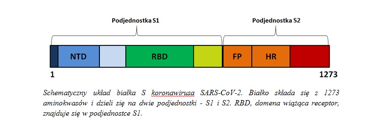 układ białka S koronawirusa 