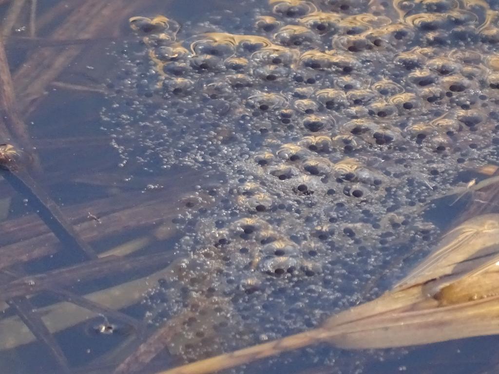 Rozwój płazów zachodzi w środowisku wodnym - skrzek żab moczarowych. Źródło: Tomasz Figarski