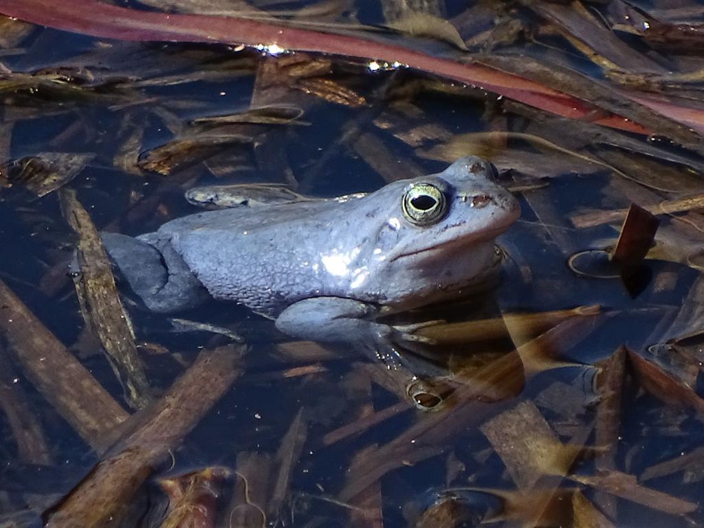 Samce żab moczarowych przybierają w okresie godowym bękitną barwę. Źródło: Tomasz Figarski