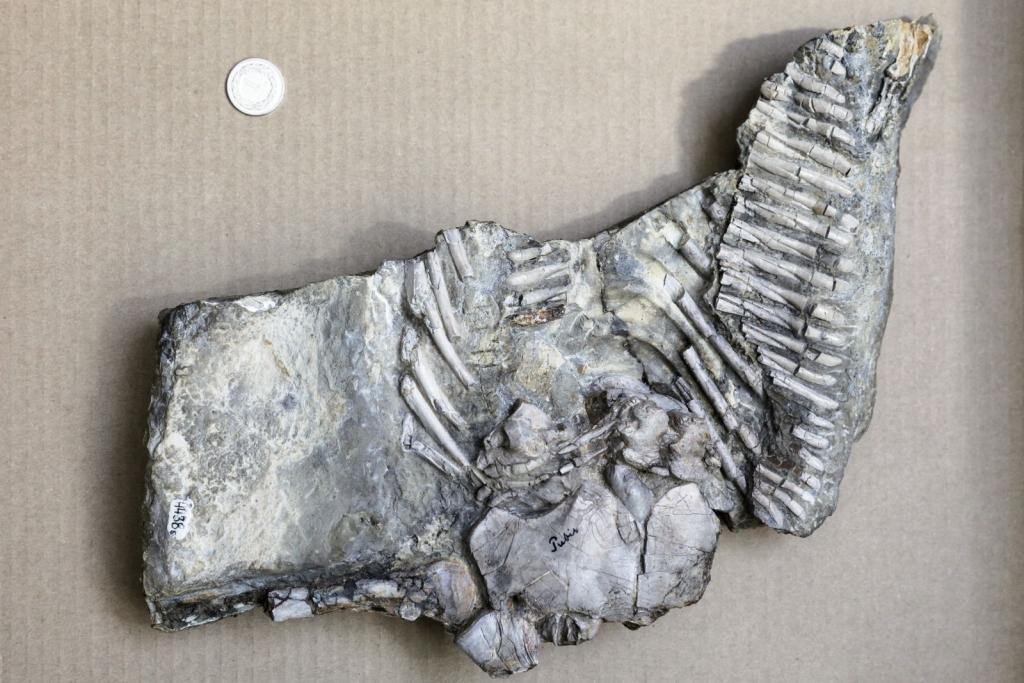 Fragment szkieletu proneustikozaura, morskiego gada sprzed 245 milionów lat odkrytego na przełomie XIX i XX wieku w Gogolinie zaprezentowany na Uniwersytecie Śląskim.  Fot. PAP/Dominik Gajda  07.06.2018