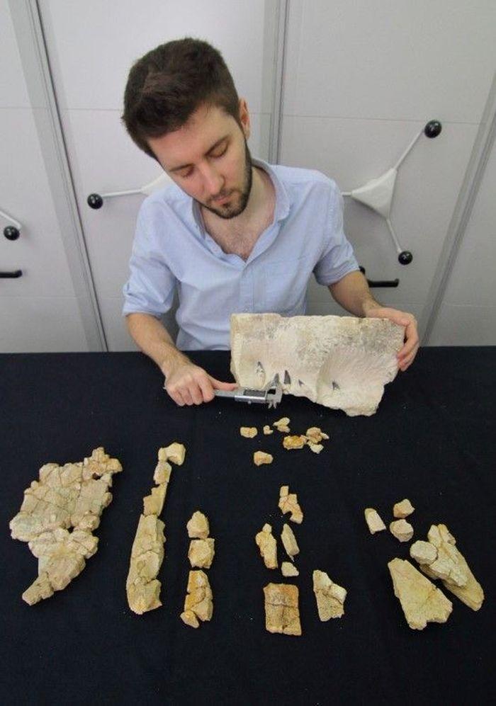 Dr Daniel Tyborowski w czasie prac nad skamieniałościami. Fot. Dariusz Nast