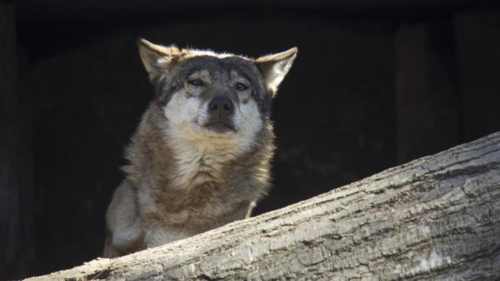 Badania genetyczne potwierdzają odrębność środkowoeuropejskiej subpopulacji wilka