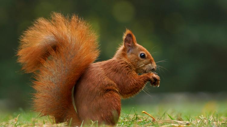 Kuny mogą ocalić wiewiórki | Nauka w Polsce