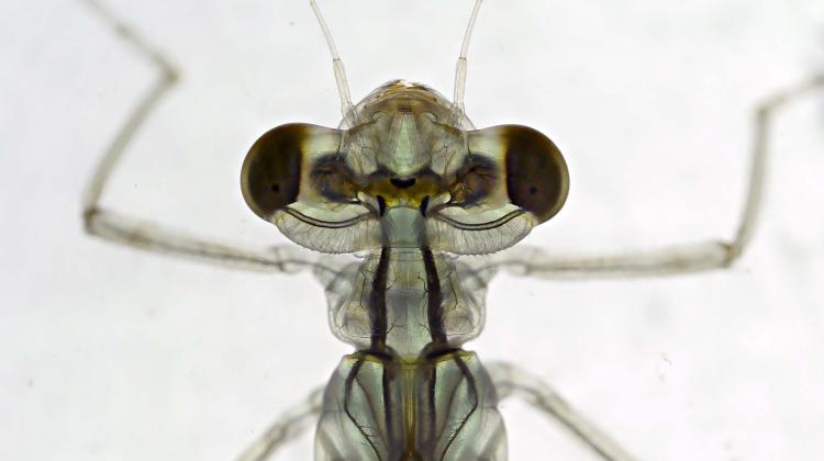 larwa badanego gatunku ważki pałątki pospolitej (Lestes sponsa), fot. Ulf Norling