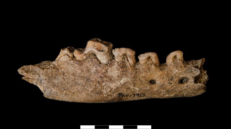 ość żuchwy starego wilka (sprzed kilkudziesięciu tysięcy lat) odkryta w czasie wykopalisk. Fot.P. Wojtal
