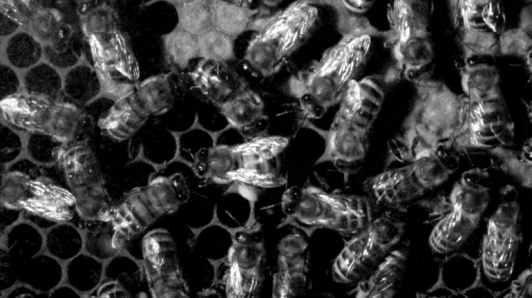 Tańcowi dwóch pszczół miodnych towarzyszy ruch skrzydeł. Źródło: A. Tofilski, S. Łopuch