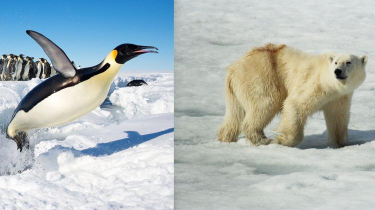 Pióra pingwinów i sierść niedźwiedzi chroni zwierzęta przed utratą ciepła. Prof. Urszula Stachewicz chce - bazując na znajomości budowy tych  struktur - opracować nowe materiały izolacyjne. Fot: Christopher Michel / CC BY; Jerzy Strzelecki / CC BY-SA