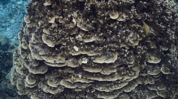 Współczesne koralowce z rodzaju Porites, płaskie w dolnej części, a gałązkowe w górnej, kształt zmienny ze względu na zmienne naświetlenie. Rafa Bougainville, Wielka Rafa Barierowa. Fot. Tom Bridge/źródło: UW, mat. pras.